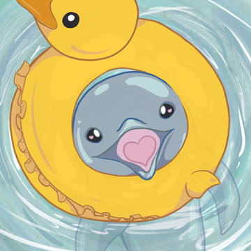 海豚