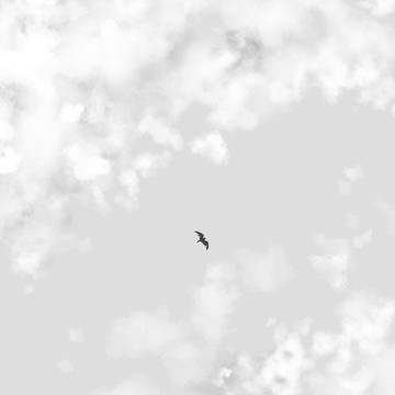 月鯉2