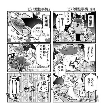 ビバ鯉入門編