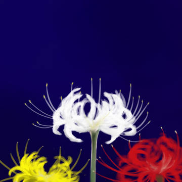 彼岸花
