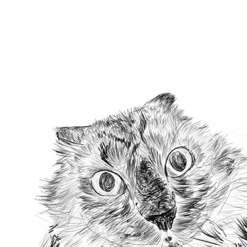 耳たたんでる猫