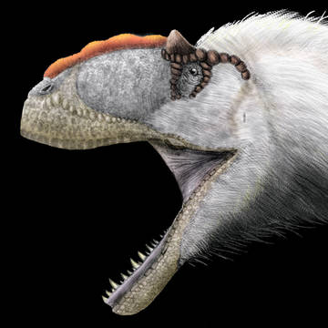 Yutyrannus huali