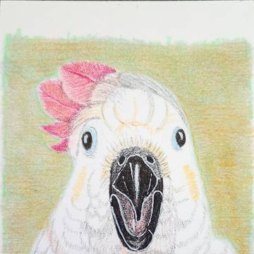 色鉛筆画 オオバタン