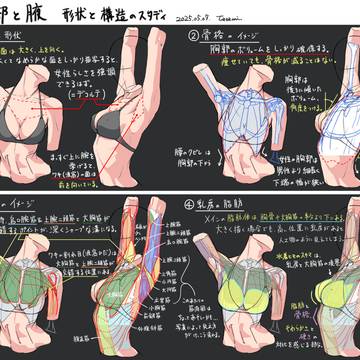 女性の胸部と脇スタディ