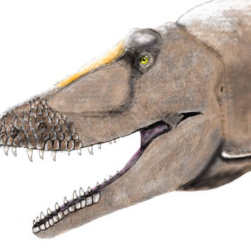 キアンゾウサウルス描きました