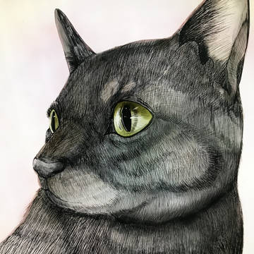 保護猫カフェの猫