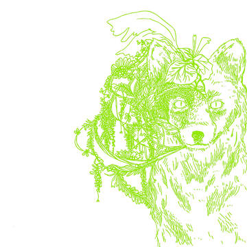 A fox