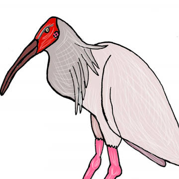 幻の天然記念物の鳥トキ