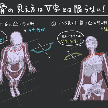 鎖骨 形と見え方