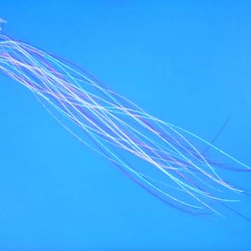 海月