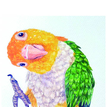 白腹凱克鸚鵡水彩畫 White-bellied Caique
