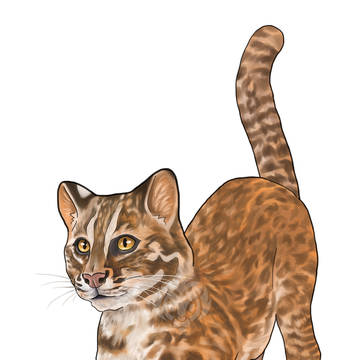 石虎電腦繪圖 Leopard Cat