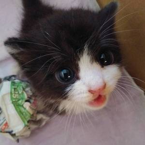 うちのヌッコ猫に小判すぎる