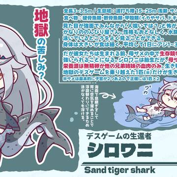 【もちもちサメ図鑑】シロワニ🦈