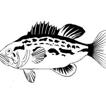 Largemouth Bass