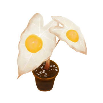Alocasia Fried-Egg