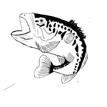 Largemouth Bass