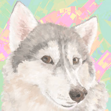 我が家のハスキー