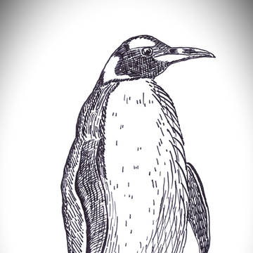 Penguin