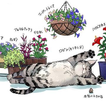 ベランダの花とロビン(夏)