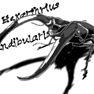 マンディブラリスフタマタクワガタ