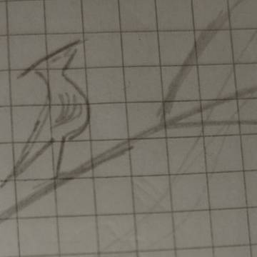 bird