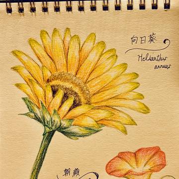 向日葵と朝顔