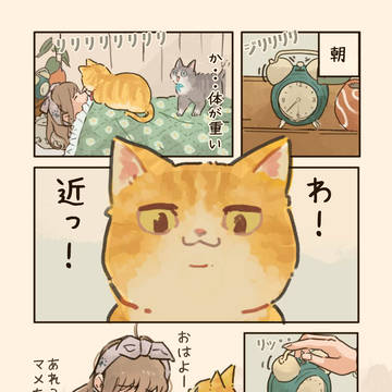 猫のいる朝🔅🐈