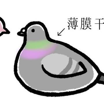 鳩の首元は