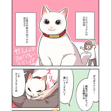 【Catlog PR】甘えんぼシニア猫の健康管理の話
