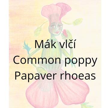 Common poppy