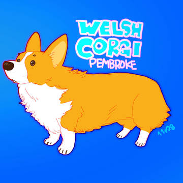ウェルシュコーギー  ペンブローク
