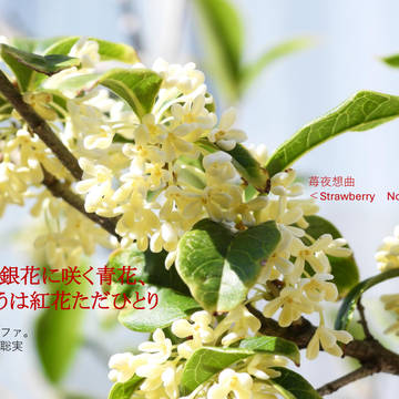 薫る銀花咲く青花、歌うは紅花ただひとり