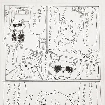 猫とタヌキ