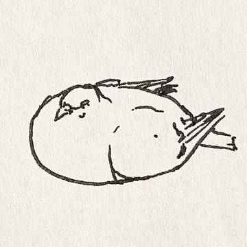鳩