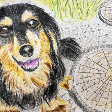 愛犬　ジュナちゃん。