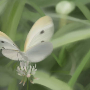 シロツメクサとモンシロチョウ