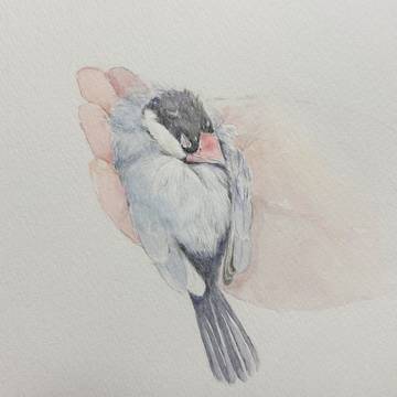 手のひらの桜文鳥🌸