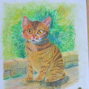 猫＋α
