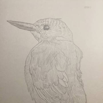 カワセミ