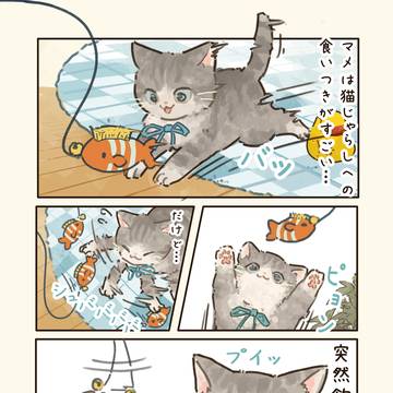 マメと猫じゃらし🐈🐾