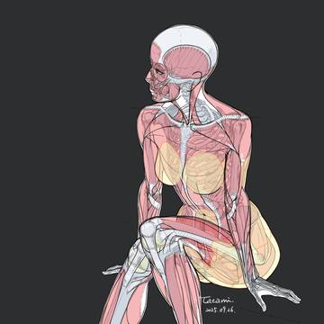 筋肉スタディ(腰掛ける女性)
