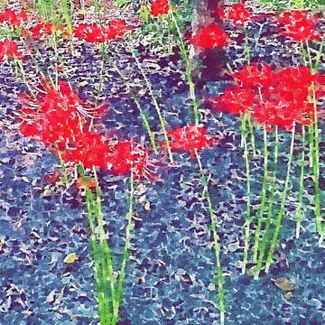 彼岸花