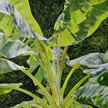 banana tree