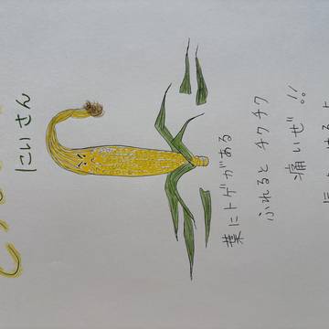 とうもろこし兄さん