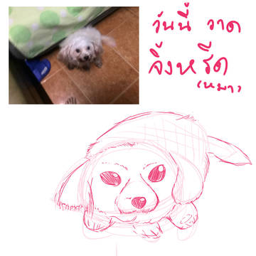 จิ้งหรีด