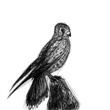 鳥のスケッチ