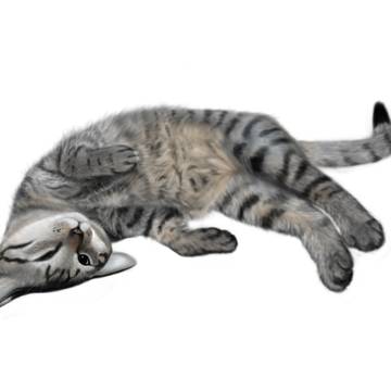 ねこ