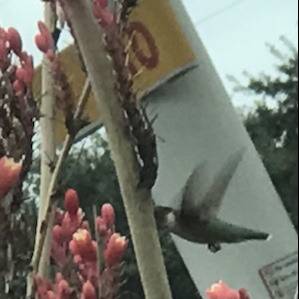 Bird