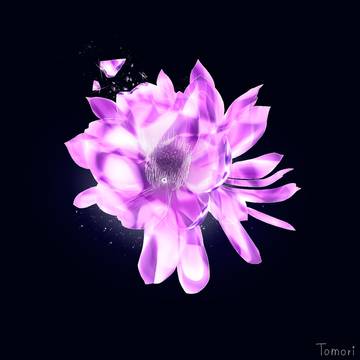 一夜限りの月花